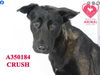 adoptable Dog in Stockton, CA named CRUSH