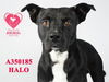 adoptable Dog in Stockton, CA named HALO