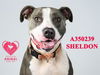 adoptable Dog in Stockton, CA named SHELDON