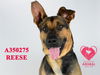 adoptable Dog in Stockton, CA named REESE