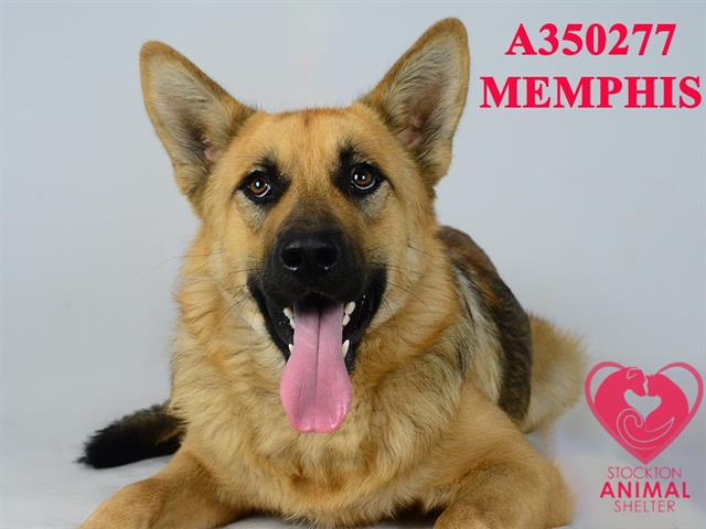 adoptable Dog in Stockton, CA named MEMPHIS