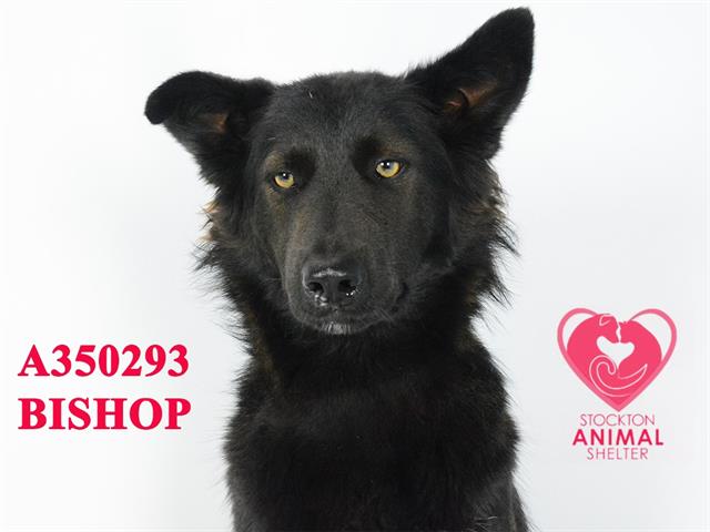 adoptable Dog in Stockton, CA named BISHOP