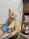 adoptable Cat in Stockton, CA named BLUE COLLAR