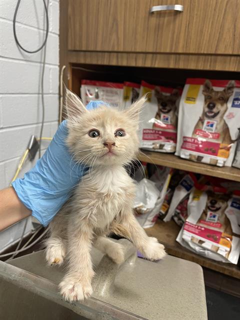 adoptable Cat in Stockton, CA named FREDDIE