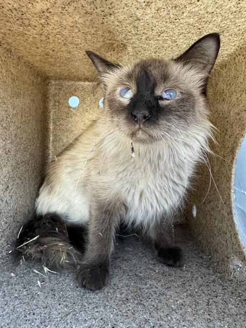 adoptable Cat in Stockton, CA named STORMY