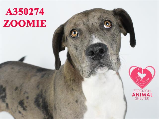 adoptable Dog in Stockton, CA named ZOOMIE