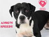 adoptable Dog in Stockton, CA named SPEEDY