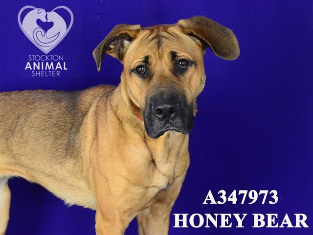 adoptable Dog in Stockton, CA named HONEY BEAR