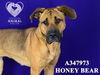 adoptable Dog in  named HONEY BEAR