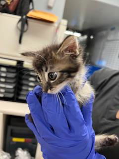 adoptable Cat in Stockton, CA named STEWIE