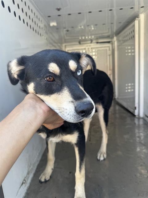 adoptable Dog in Stockton, CA named LANIE