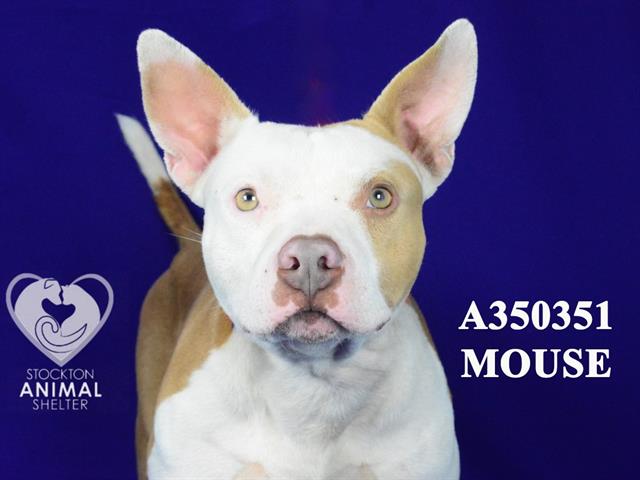 adoptable Dog in Stockton, CA named MOUSE