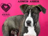 adoptable Dog in  named ASHER