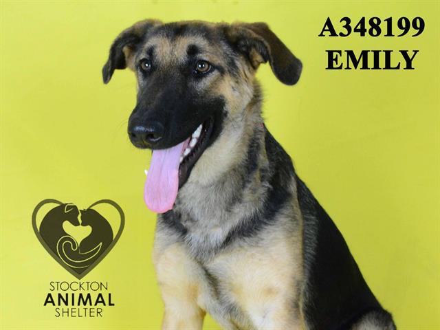 adoptable Dog in Stockton, CA named EMILY