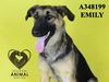 adoptable Dog in  named EMILY