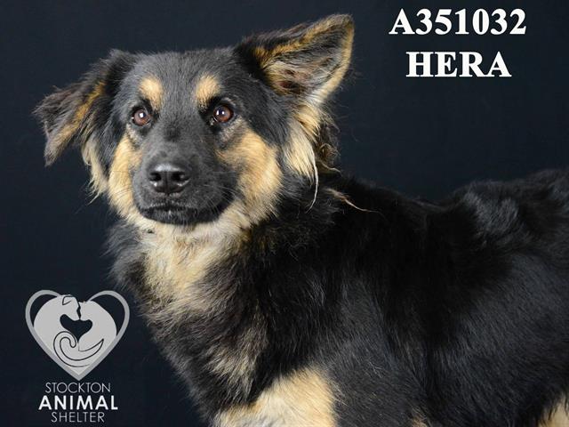 adoptable Dog in Stockton, CA named HERA