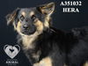 adoptable Dog in  named HERA