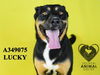 adoptable Dog in  named LUCKY