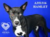 adoptable Dog in  named HAMLET