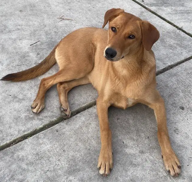 Molly - Doberman Pinscher