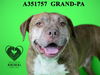 adoptable Dog in Stockton, CA named GRAND-PA