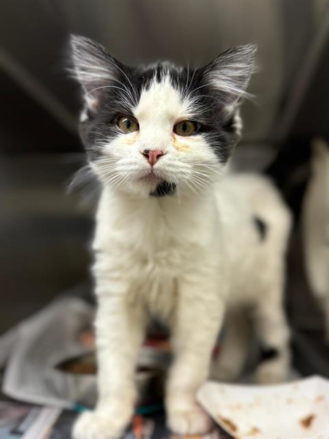 picture of the cat needing adoption