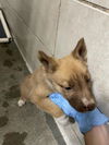 adoptable Dog in Stockton, CA named AMISH