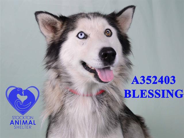 adoptable Dog in Stockton, CA named BLESSING