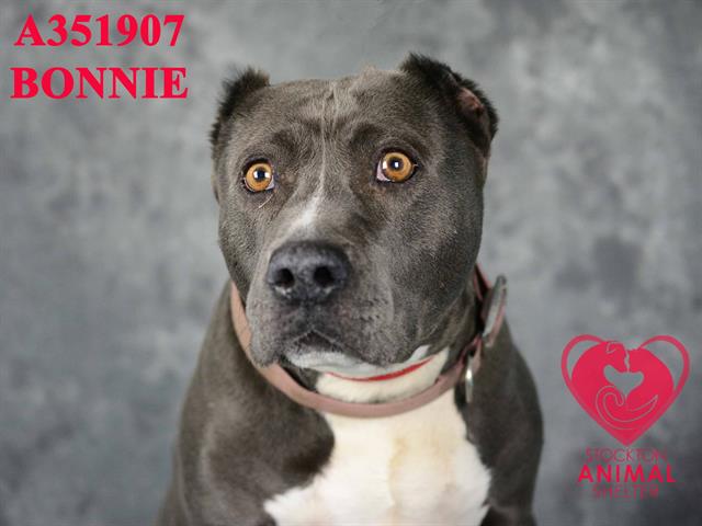 adoptable Dog in Stockton, CA named BONNIE