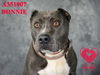 adoptable Dog in stockton, CA named BONNIE