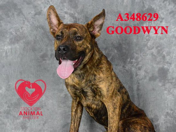 GOODWYN