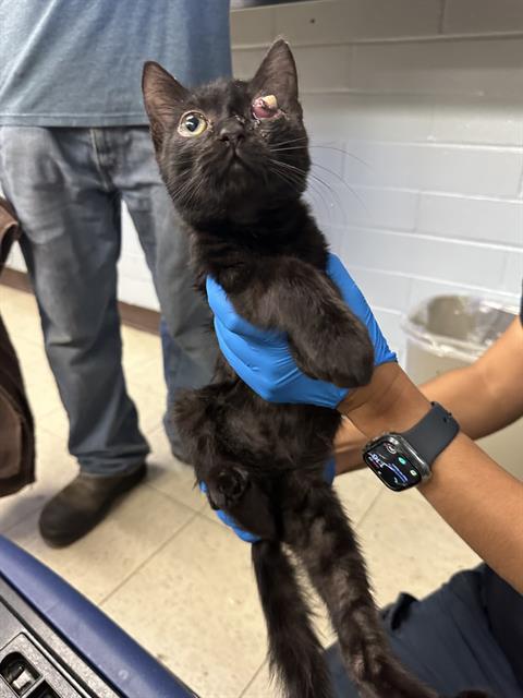 picture of the cat needing adoption