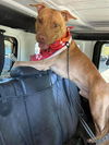 adoptable Dog in stockton, CA named COLIN