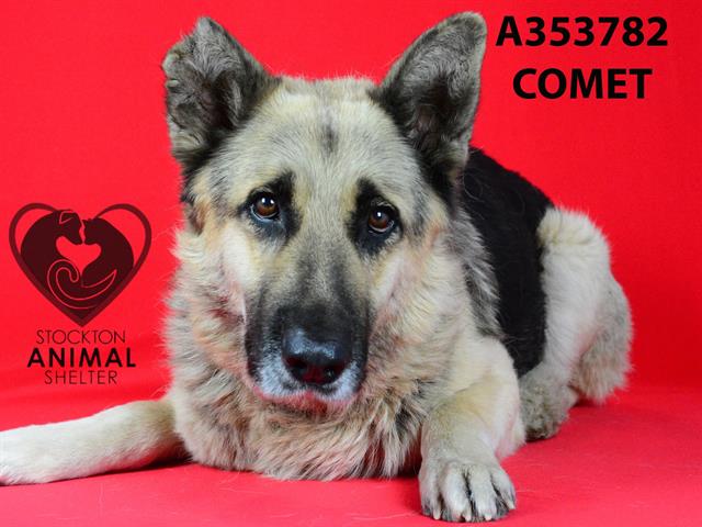 adoptable Dog in Stockton, CA named COMET