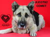 adoptable Dog in stockton, CA named COMET