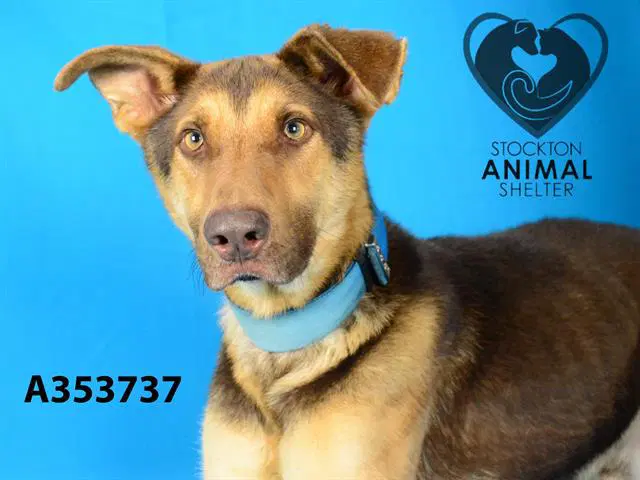 Perch - German Shepherd Dog