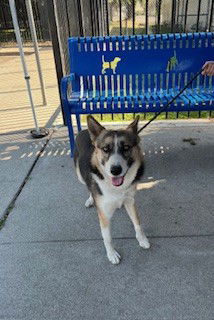 adoptable Dog in Stockton, CA named PHI