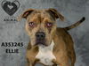 adoptable Dog in stockton, CA named ELLIE