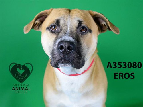 EROS - Boxer available for adoption