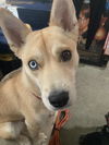 adoptable Dog in  named CHEERIO
