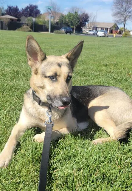 Riley - German Shepherd Dog