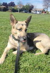 adoptable Dog in stockton, CA named RILEY