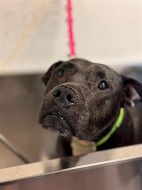 adoptable Dog in Stockton, CA named BEAR
