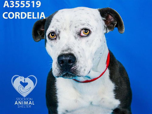 picture of the dog needing adoption