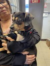 adoptable Dog in stockton, CA named A349931