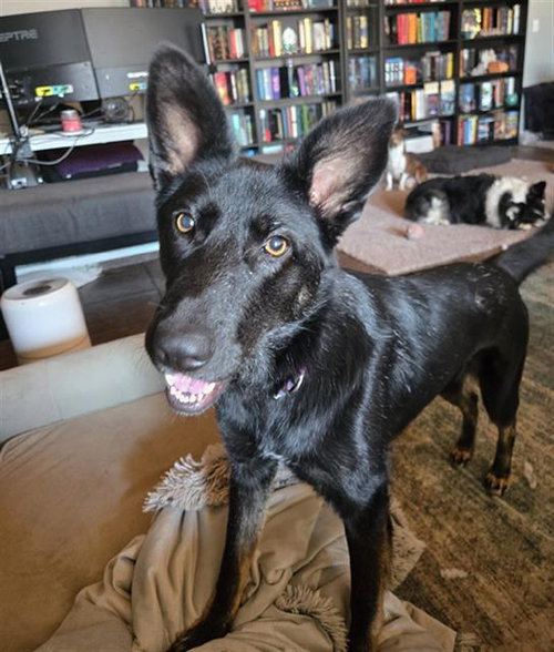 BOSTON - German Shepherd Dog available for adoption