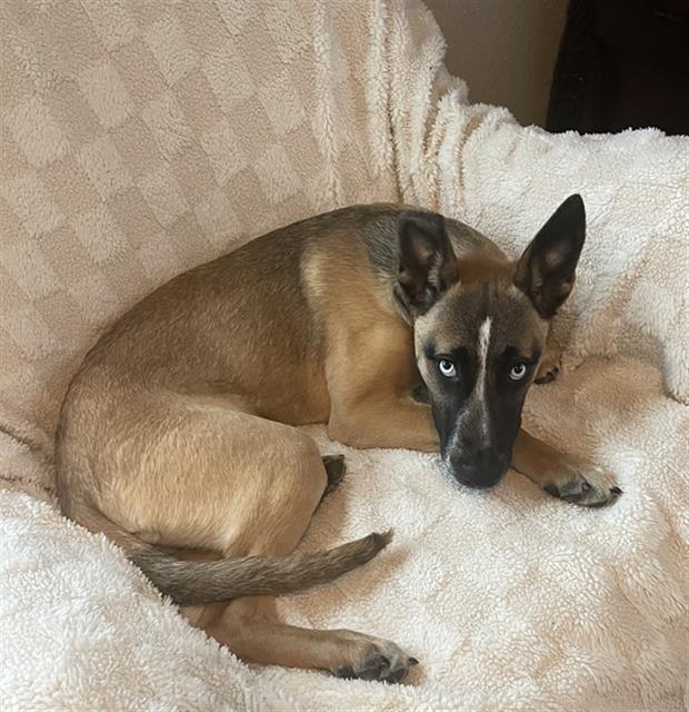 adoptable Dog in Stockton, CA named BABY