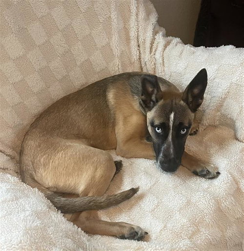 BABY - German Shepherd Dog / Siberian Husky available for adoption