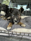 adoptable Dog in stockton, CA named A356726