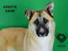 adoptable Dog in stockton, CA named ZAHIR